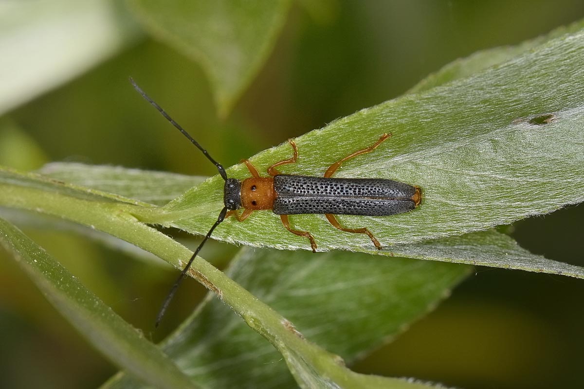 Oberea oculata? S.